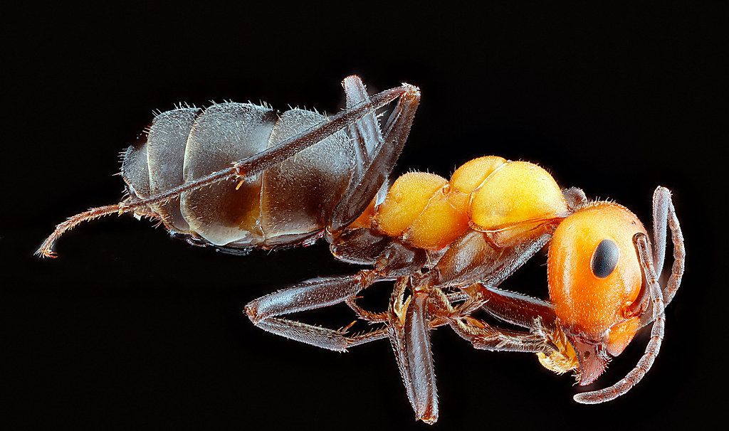 Ant Control service in Huntington Beach, CA