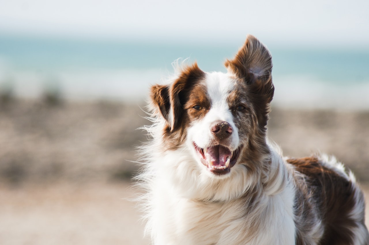 Flea & Tick Control service in Huntington Beach, CA