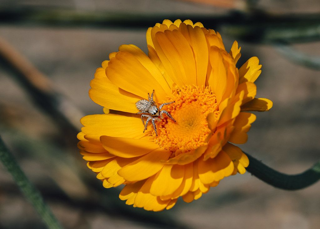 Spider Control service in Huntington Beach, CA